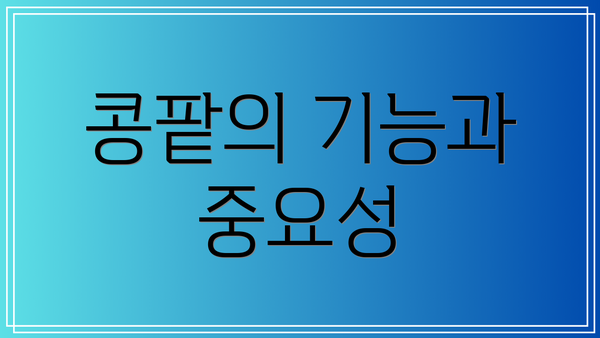 콩팥의 기능과 중요성